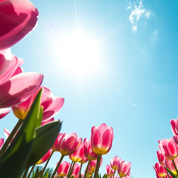 Tulips under a blue spring sky inviting to an art fair representing David Begbie Sculptures